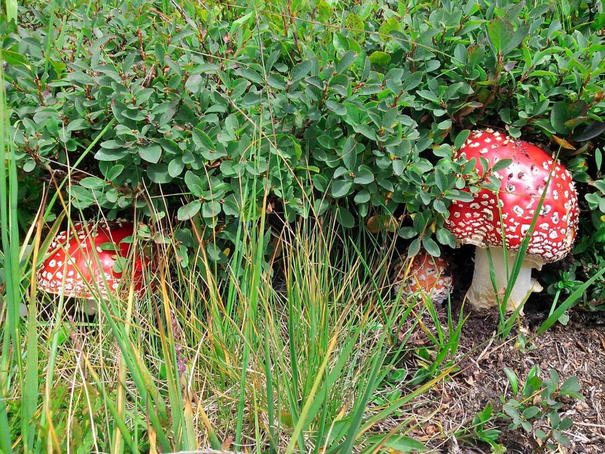 Le Balze Di Carisolo, Trilocale Con Giardino Apartment ภายนอก รูปภาพ